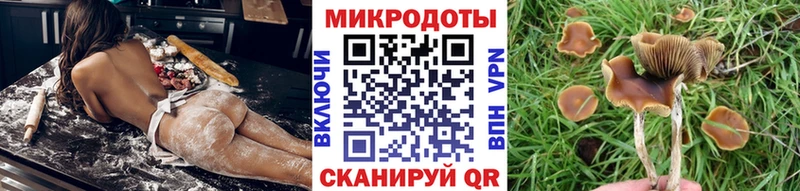 Купить где  Горбатов  Галлюциногенные грибы Psilocybine cubensis 